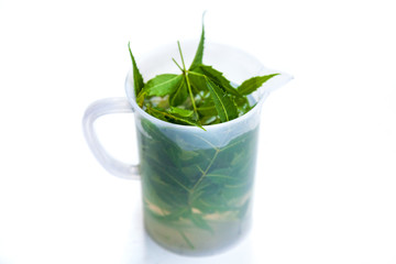 Neem (Azadirachta indica) Water or Hydrosol in Measuring Mug with Neem leaves against white background.