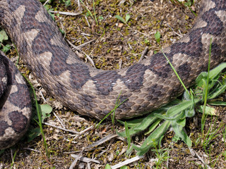 Nose-horned viper, Vipera ammodytes