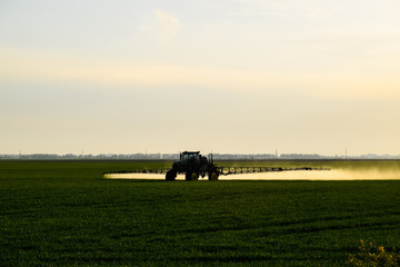 tractor with the help of a sprayer sprays liquid fertilizers on young wheat in the field.