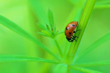 ladybug on green leaf