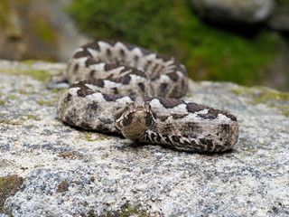 Nose-horned viper, Vipera ammodytes