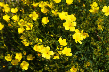Obraz premium Linum flavum golden flax yellow flowers with green