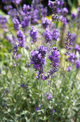 Lavender or lavandula violet flowers vertical
