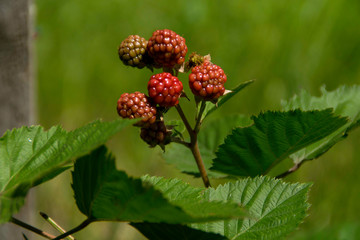 Organic juicy fresh blackberries on a branch and blurred green leaves.