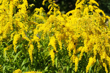 Solidago or goldenrod virgaurea yellow plant with flowers 