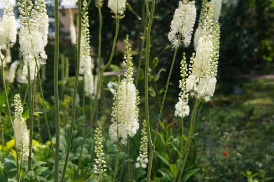 Cimicifuga cordifolia or imicifuga racemosa plants white flowers with green 