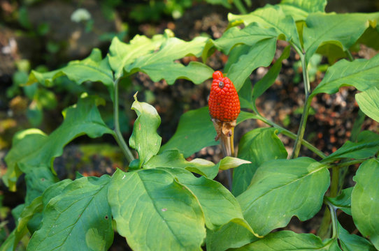 Arisaema serratum plant