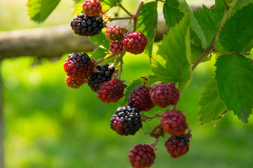 Clusters of large berries of high-quality blackberry without thorns.