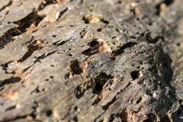 Termite holes in a trunk
