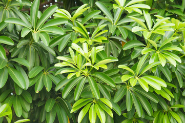 Schefflera arboricola dwarf umbrella tree green foliage background