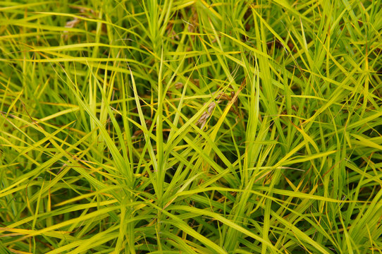 Carex muskingumensis or palm sedge green grass background