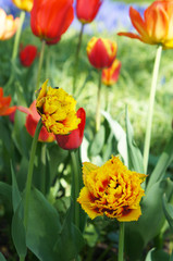 Red and yellow double late tulips flowering in the garden vertical
