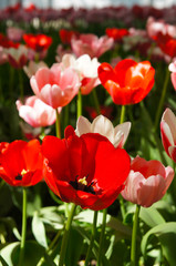 Fototapeta premium Red tulips flowering in the garden vertcial
