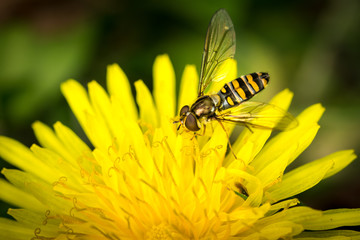 Drone fly over yellow flower (Eristalis tenax)