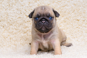 pug puppy