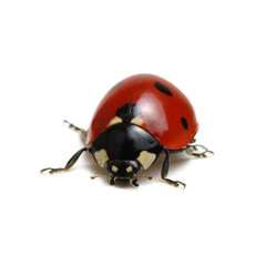 Ladybug isolated on white