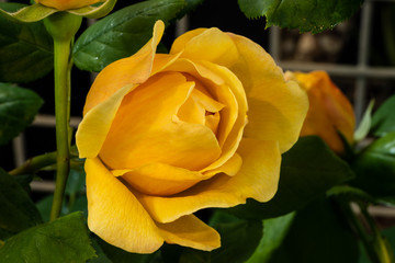 Gelb bl&uuml;hende Rose