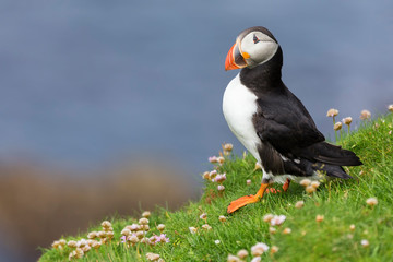 Puffin on Shetland Island resting in green grass and small white flowers