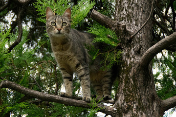 Tabby cat on branch of a tree