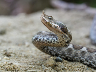 Nose-horned viper, Vipera ammodytes