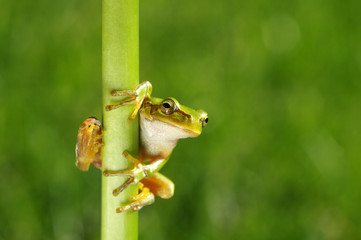 Frog on green background