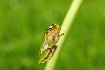 Frog on green background