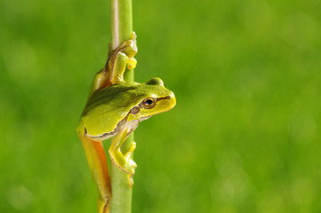Obraz premium Green tree frog on grass
