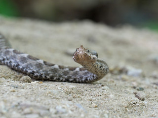 Nose-horned viper, Vipera ammodytes