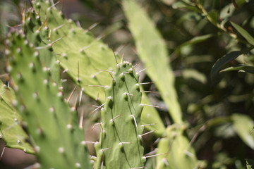 Cactus espinoso