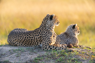 Cheetah mother and son laying together