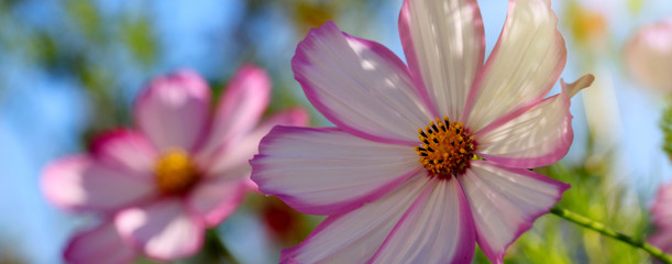 Fototapeta premium Macro Shot of white Cosmos flower.