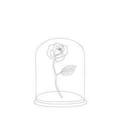 Rose under glass cap drawing.