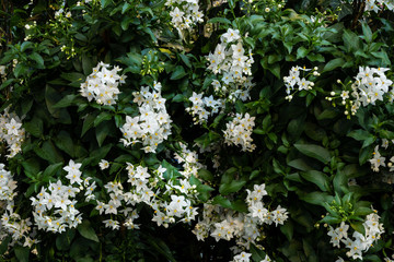 Echte Jasmin (oder Gewöhnlicher Jasmin) mit weißen Blüten. Klettergehölz aus der Pflanzenfamilie der Ölbaumgewächse.