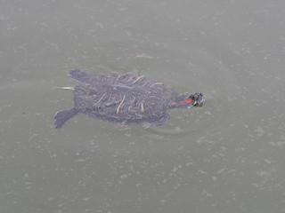 Red-eared slider, Trachemys scripta elegans