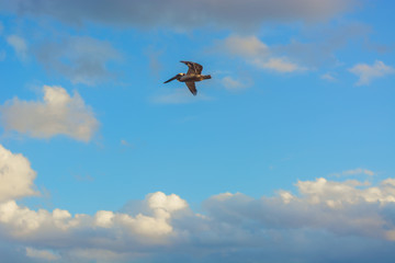 Big Pelican flies over the sea against a blue sky
