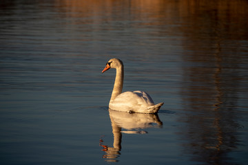 Swan on the Loch at Dusk
