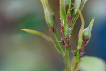 Small pink aphids Macrosiphum rosae on the young buds of the rose.