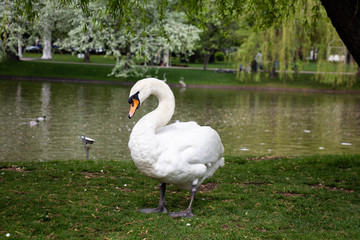 White swan in park on lake