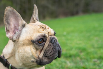 Close up dog face. Pale French bulldog stay on the  green grass background.