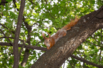 Red squirrel on the branch