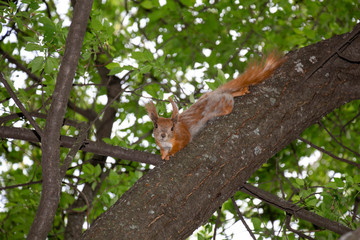 Red squirrel on the branch