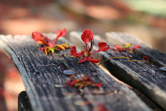 Flor do flamboyant