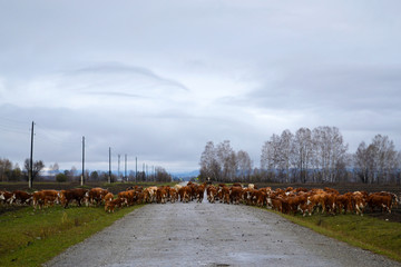 Herd of brown cows crossing the road. Cloudy day. Altai Republic, Russia.