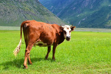 Fototapeta na wymiar Brown and white cow chewing grass on a meadow. Mountains in the background. Sunny day. Chulyshman river valley, Altai Republic, Russia.