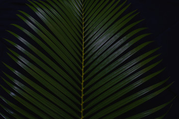 Green leaves Palm texture background dark tone at phuket Thailand