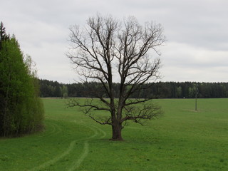 Obraz premium tree in a field