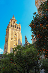 Fototapeta na wymiar Cathedral of Seville and orange tree, La Giralda, Andalusia, Spain