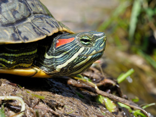 Red-eared slider, Trachemys scripta elegans