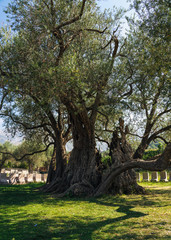 Obraz premium Old Olive Tree, great tourist attraction in Montenegro, Europe