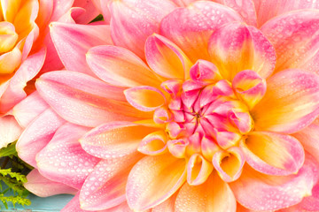 light pink dahlias , macro. place for text